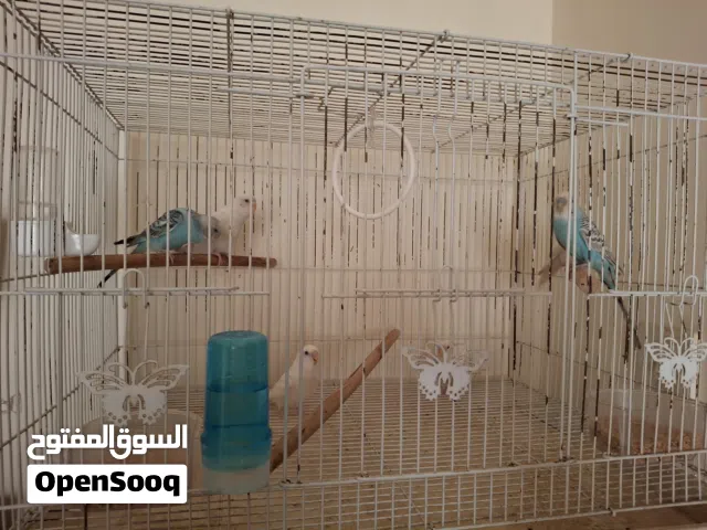 طيور للبيع