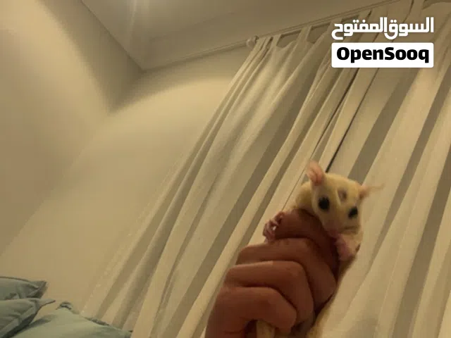 سنجاب طائر للبيع ذكر