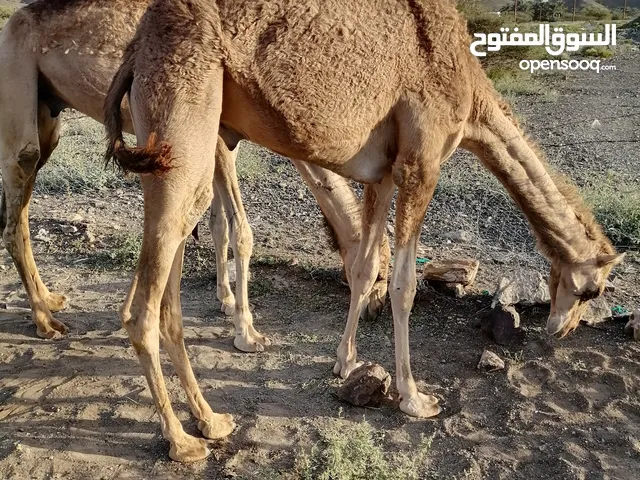 للبيع قعود حج سمنه طيبه ما شا الله تبارك الرحمان   للتواصل