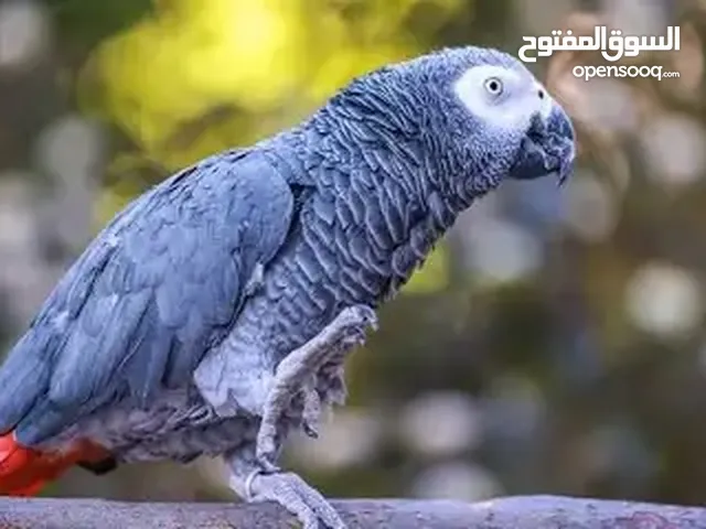 مطلوب كاسكو للي عنده يبغي يبعه يتواصل معاي who have african grey parrots for sell I want to buy