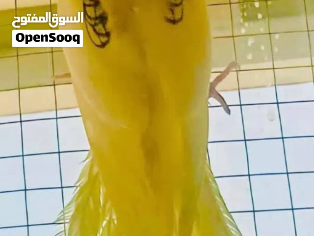 مطلوب ببغاء كوكتيل ( كروان  ) بصمة واضحة.