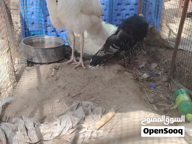 للبيع بط مصري و زوج رومي الوصف مهم جدا جدا جدا