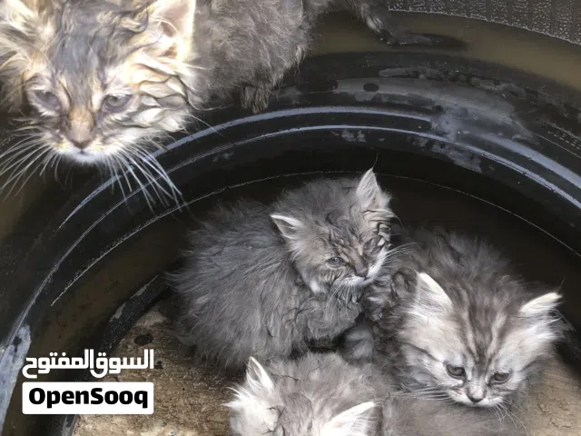 قطط شيرازي مهجن مع تايجر الإفريقي
