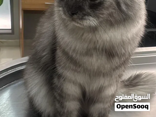 قط مناسب للبيت (نظيف) للبيع