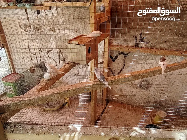 طيور حب وزيبرا للبيع بأفضل الأسعارر..........................