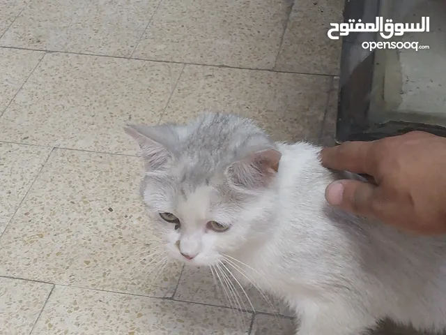 قطه شيرازي للبيع