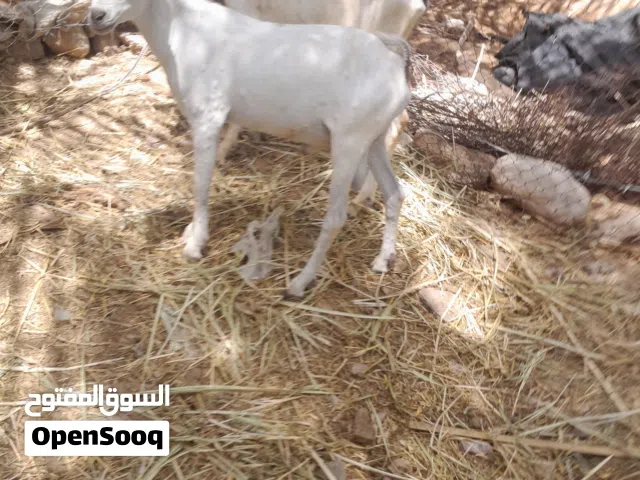 للبيع صومالي شوف الوصف