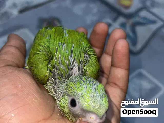 ببغاء درة هندي