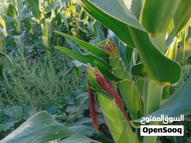 جنان 2000 متر ذرة
