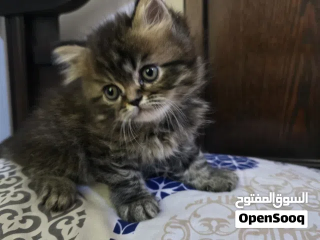 2 كيتنز حنونين ولعوبين