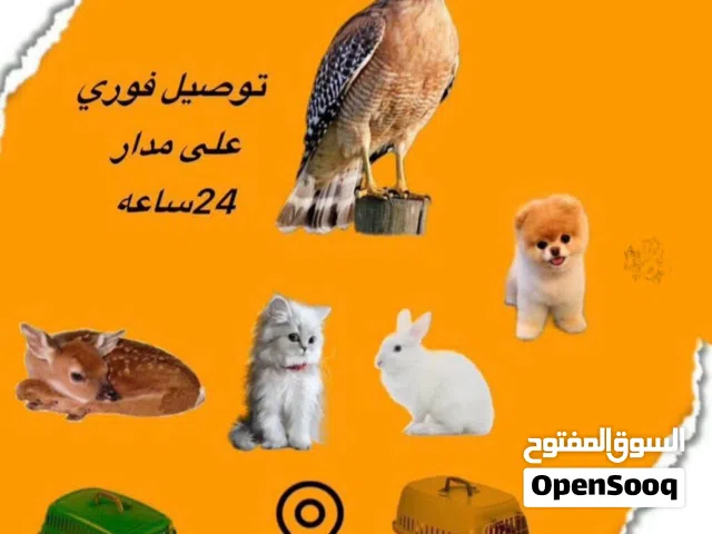 شركة توصيل حيوانات اليفة داخل الامارات