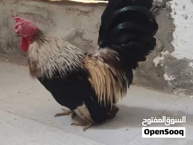 فروج كيني ماشاء الله لاقوة الا بالله