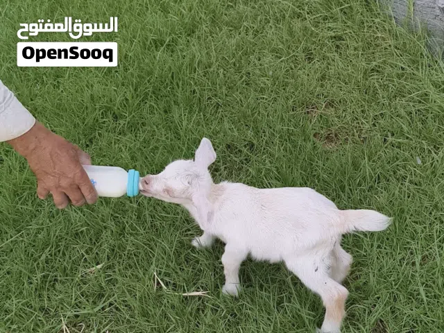 pqme goat  for sale