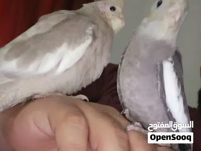 فراخ كوكتيل اليفات