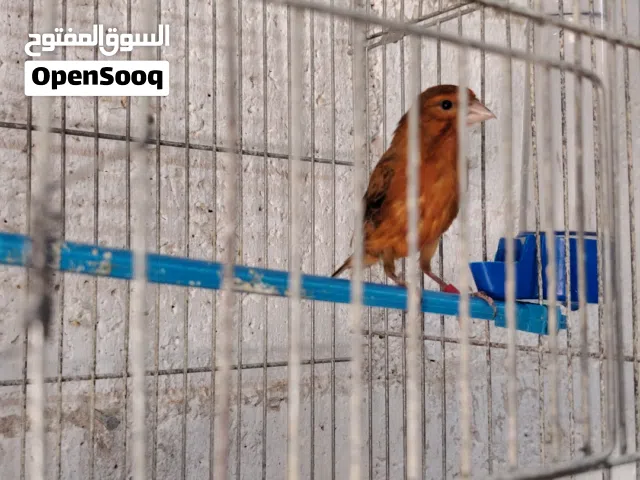 بسم الله ما شاء الله متوفر تسع حبات كنار مخملي وكرزي بذره حلوه صلاه النبي