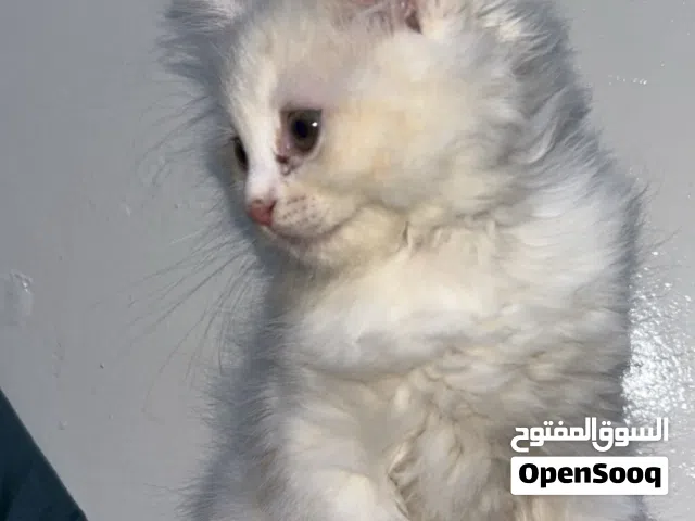 قطط شيرازي بعمر شهر ونص