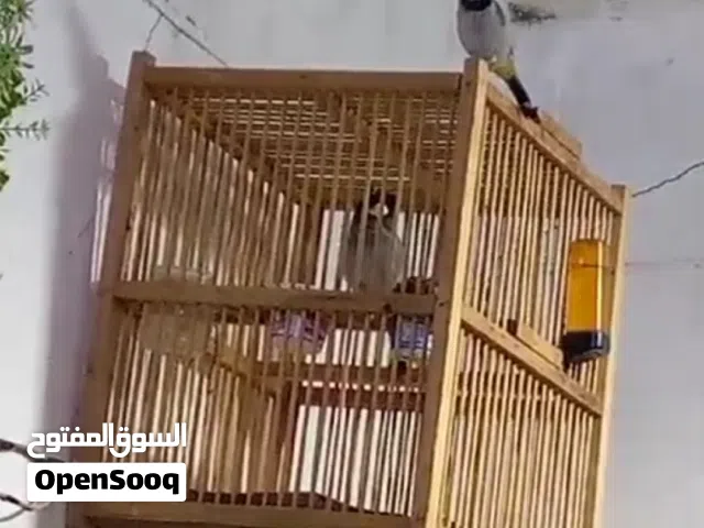 الي داخل القفص فحل اما النثية نباعت وهسة جبت له نثية ثانية بس ما طابكها وياه ومبزرة سابقا اقرا الوصف
