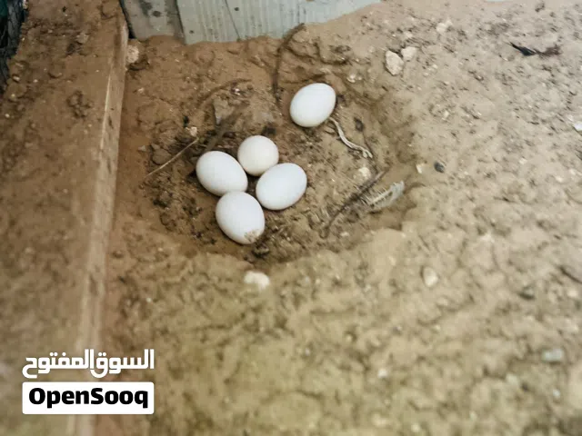 متوفر دحي من هادي المهة هم سته دجاج اربع يدحو يومين وزوز مره مره البيع كل يوم ويومه