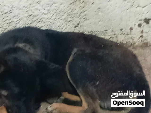 هاسكي  تركي بولمان