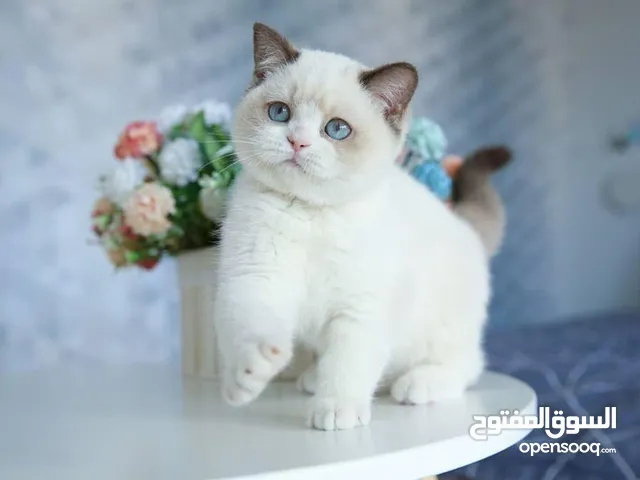 مطلوب قط للتبني بدون رسوم