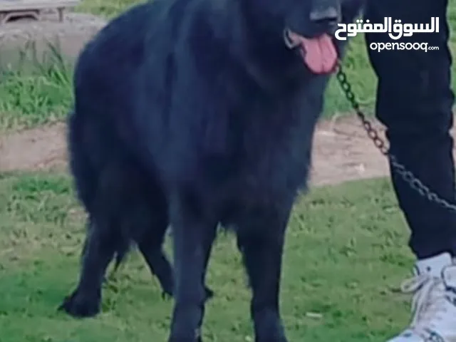 جيرمن رويال بلاك
