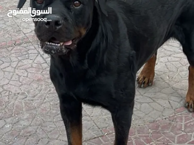 كلبه روت وايلر مستورده تووووب بنت بابلو مسجله (FCI)
