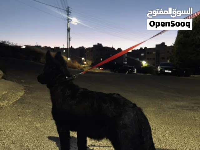 german shepherd royal black show line