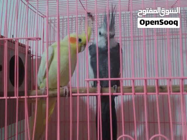 بيع طيورزوجين كوكتيل شرط الانتاج امبات  المشجرات اليفات جنحين يحطن على الراسوالكتف. اللبيع65الف بصره