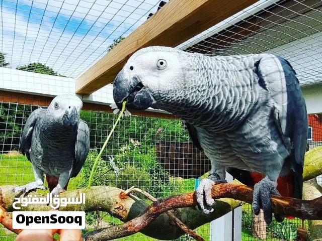 Hand-Reared Male Female Congo African Grey Parrots
