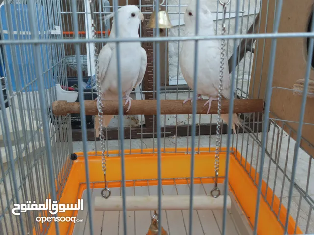 كوكتيل البينو عين حمرة ولا اروع للبيع