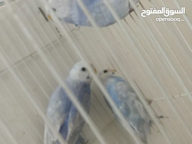 للبدل او للبيع بسعر حرق جوزين مخاليف ذكرين وانثايتين