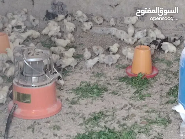 للبيع فروخ دجاج عربي