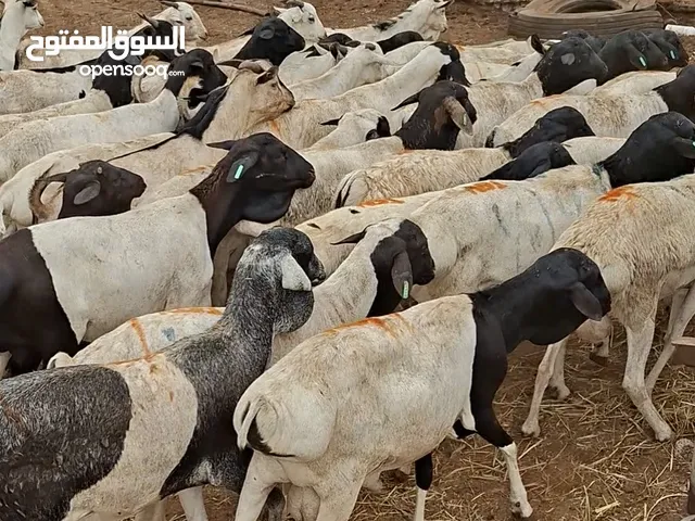 كباش كبار بيع جمله