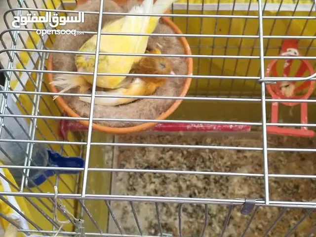 جوز عصافير