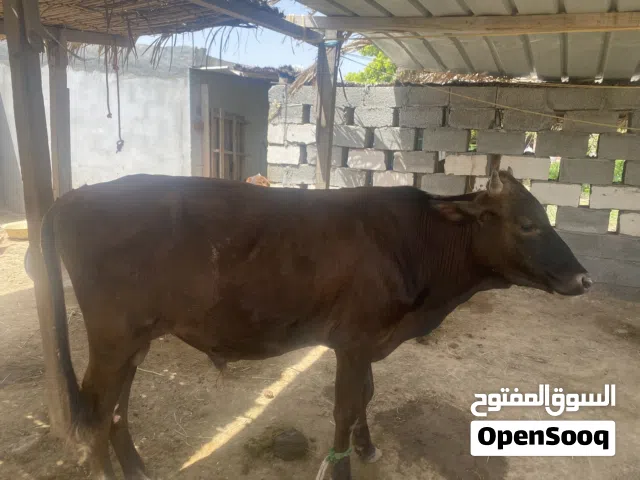 ثور محلي للبيع
