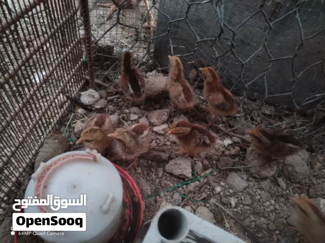 سلام عليكم متاح افراخ دجاج كويتي شمسي العدد 9 أزواج وابو اركيبة العدد 4