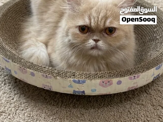 pure persian female cat beige color vaccinated with passport قطة شيرازية أنثى تدور على بيت حنون
