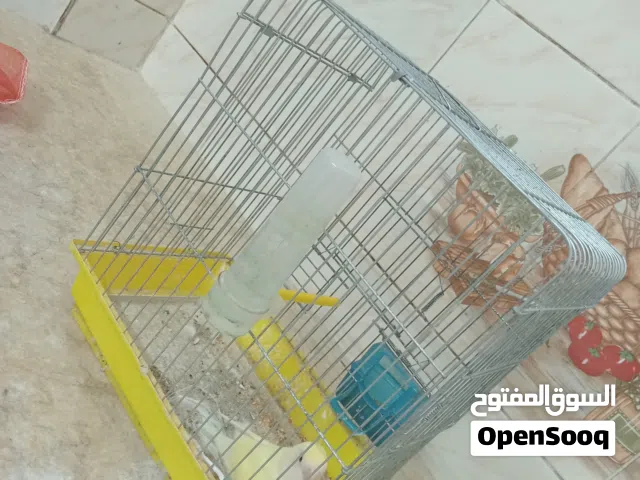 متوفر أنتاية بركديلو للبيع بسعر 225 لاتينو عين حمرا