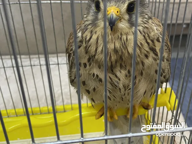 اعلان (2) طائر الصقيري او العوسق للبيع حالة جيده جداً هادي وموالف للمفاصله للناوي خير