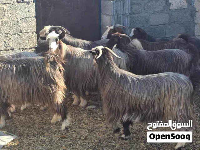 للبيع أغنام من حلال بني سعيد الحجم الكبير