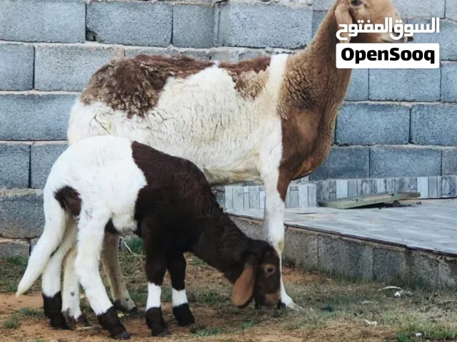 نعجه تحتها فطيمه