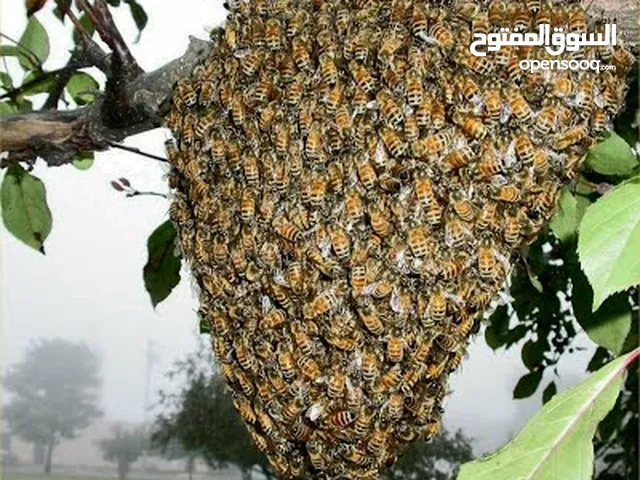 نشتري جميع طرود النحل البرية