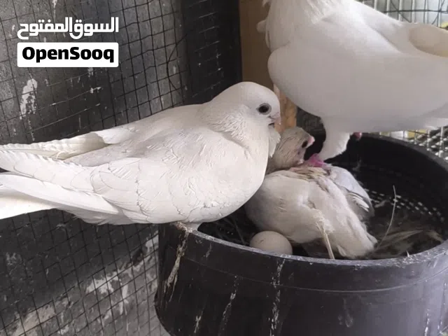 ارافل قجم تفاصيل واتساب