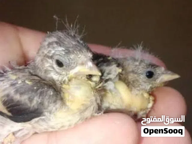 فراخ حسون قبل وبعد الفطام بحالة ممتلزة