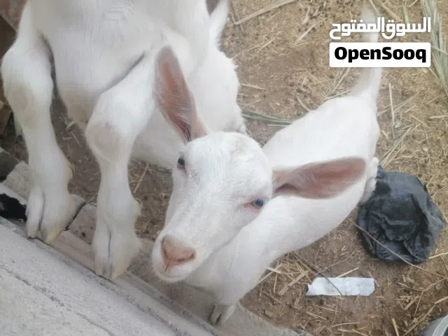 ماعز سانين للبيع سويسري حلاب
