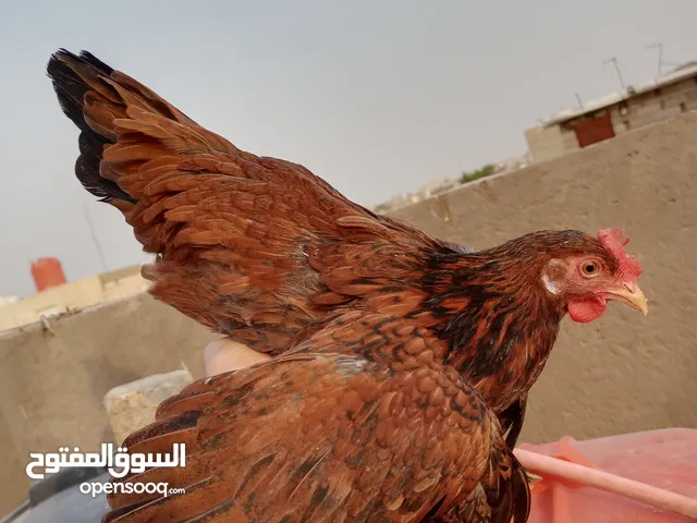 ديج ودجاجه تفاصيل بلوصف