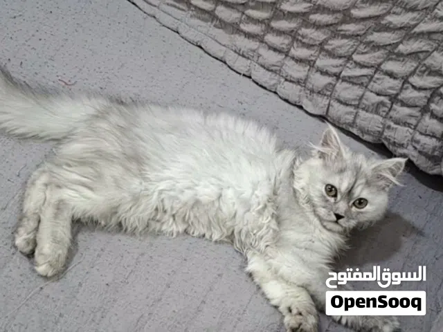قطه للتبني
