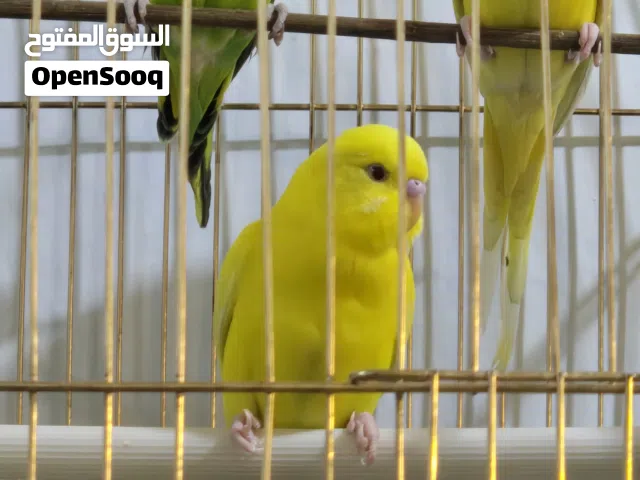 طيور حب للبيع البصره العشار لسعر15 الف