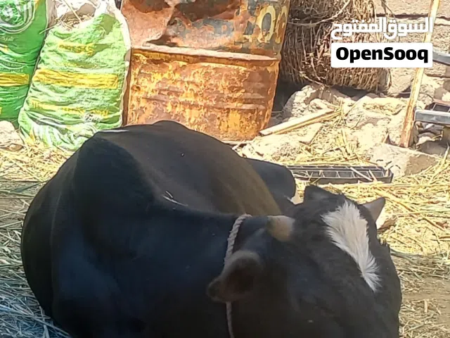 عجل عراقي لاصل