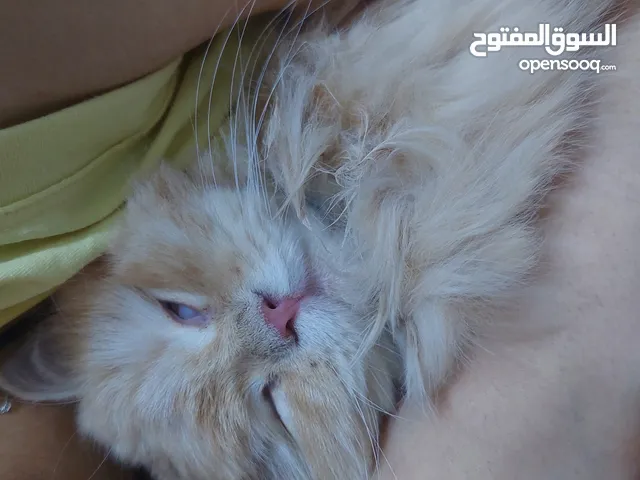 بصره خلف مدارس الفراهيدي مقايل كازينو لبنان